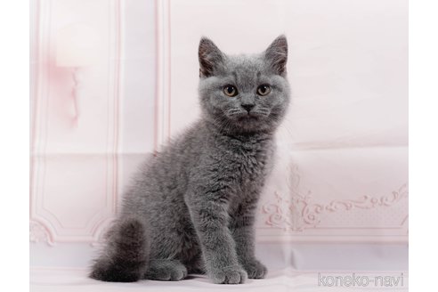 楽天市場】ロイヤルカナン 猫 ブリティッシュ ショートヘアー 成